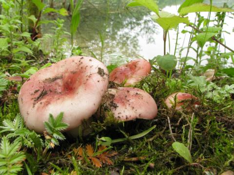 Paddenstoelen in De Roomakker te Tielrode (Deel I)