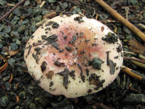 Paddenstoelen in De Roomakker te Tielrode (Deel I)