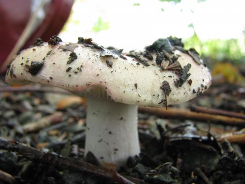 Paddenstoelen in De Roomakker te Tielrode (Deel I)