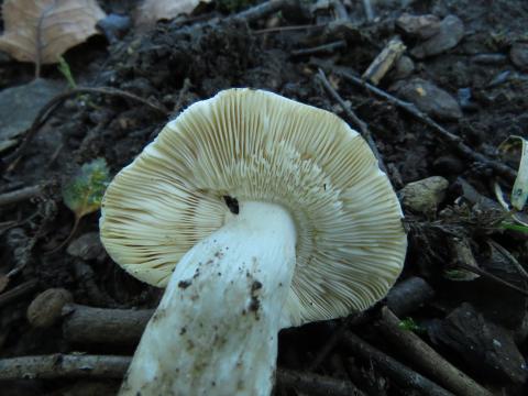 Paddenstoelen in De Roomakker te Tielrode (Deel I)