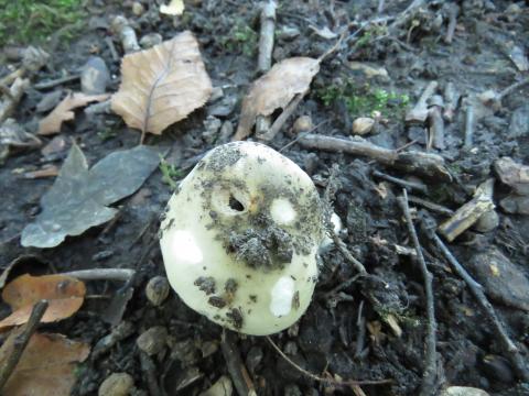 Paddenstoelen in De Roomakker te Tielrode (Deel I)