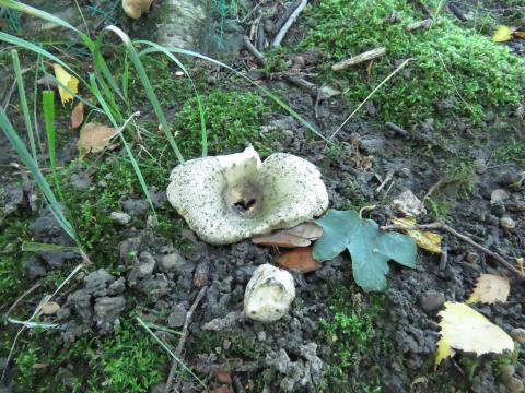 Paddenstoelen in De Roomakker te Tielrode (Deel I)