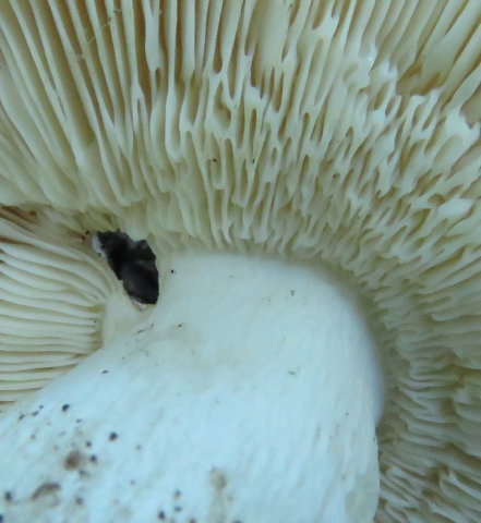 Paddenstoelen in De Roomakker te Tielrode (Deel I)