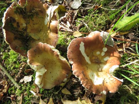 Paddenstoelen in De Roomakker te Tielrode (Deel I)