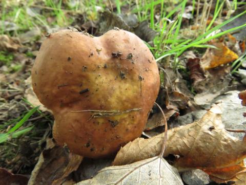 Paddenstoelen in De Roomakker te Tielrode (Deel I)