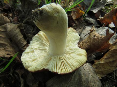 Paddenstoelen in De Roomakker te Tielrode (Deel I)