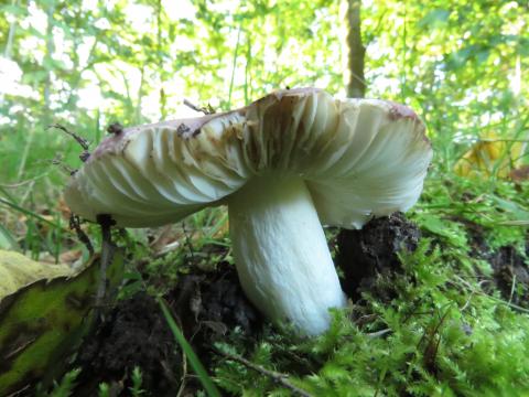 Paddenstoelen in De Roomakker te Tielrode (Deel I)