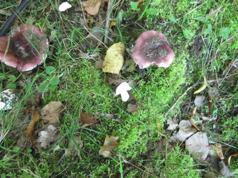 Paddenstoelen in De Roomakker te Tielrode (Deel I)