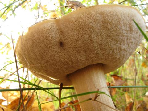 Paddenstoelen in De Roomakker te Tielrode (Deel I)