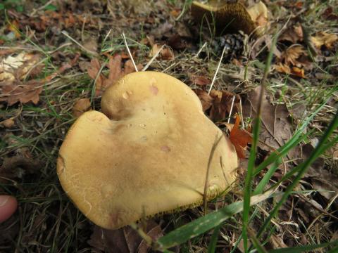 Paddenstoelen in De Roomakker te Tielrode (Deel I)