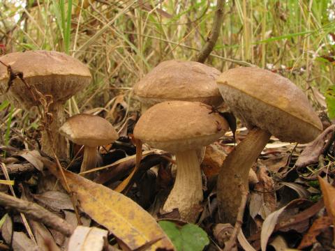 Paddenstoelen in De Roomakker te Tielrode (Deel I)