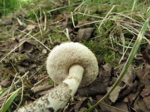 Paddenstoelen in De Roomakker te Tielrode (Deel I)