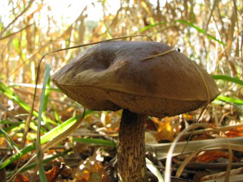 Paddenstoelen in De Roomakker te Tielrode (Deel I)