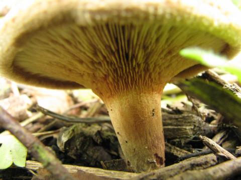 Paddenstoelen in De Roomakker te Tielrode (Deel I)