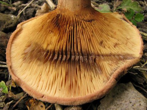 Paddenstoelen in De Roomakker te Tielrode (Deel I)