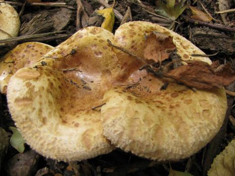 Paddenstoelen in De Roomakker te Tielrode (Deel I)