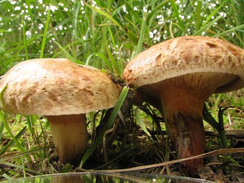 Paddenstoelen in De Roomakker te Tielrode (Deel I)