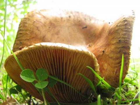 Paddenstoelen in De Roomakker te Tielrode (Deel I)