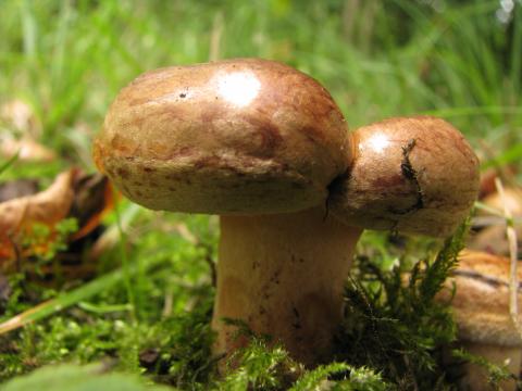 Paddenstoelen in De Roomakker te Tielrode (Deel I)