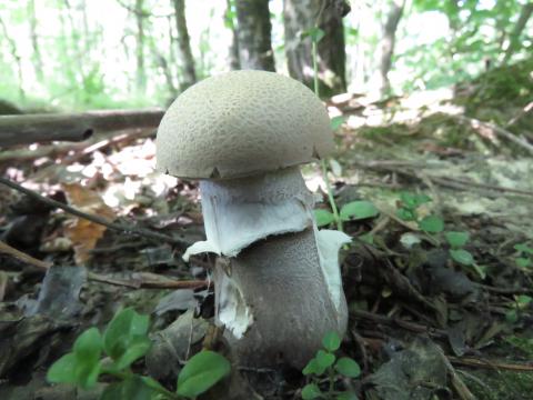 Paddenstoelen in De Roomakker te Tielrode (Deel I)