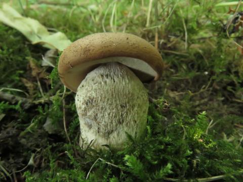 Paddenstoelen in De Roomakker te Tielrode (Deel I)