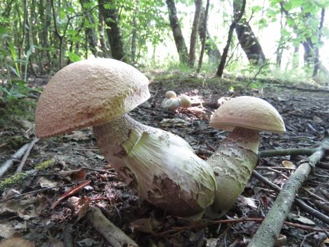 Paddenstoelen in De Roomakker te Tielrode (Deel I)