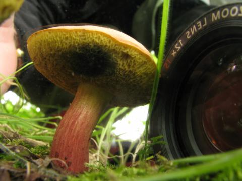 Paddenstoelen in De Roomakker te Tielrode (Deel I)