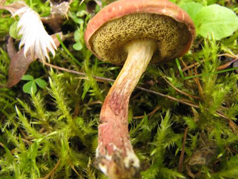 Paddenstoelen in De Roomakker te Tielrode (Deel I)