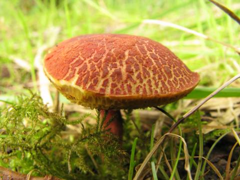 Paddenstoelen in De Roomakker te Tielrode (Deel I)