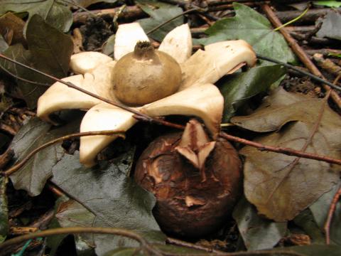 Paddenstoelen in De Roomakker te Tielrode (Deel I)