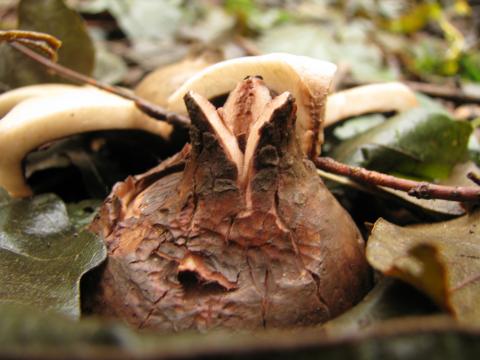 Paddenstoelen in De Roomakker te Tielrode (Deel I)