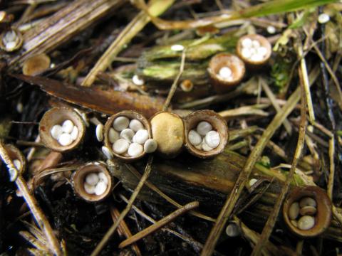 Paddenstoelen in De Roomakker te Tielrode (Deel I)