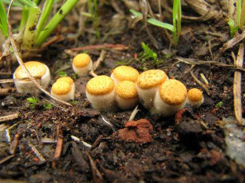 Paddenstoelen in De Roomakker te Tielrode (Deel I)