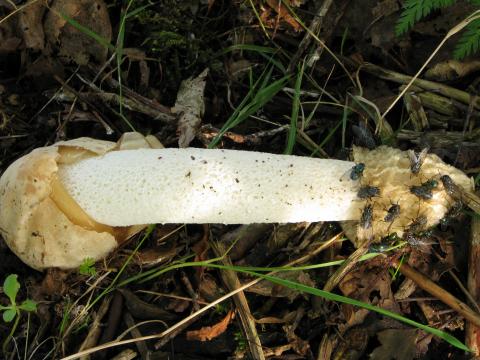 Paddenstoelen in De Roomakker te Tielrode (Deel I)