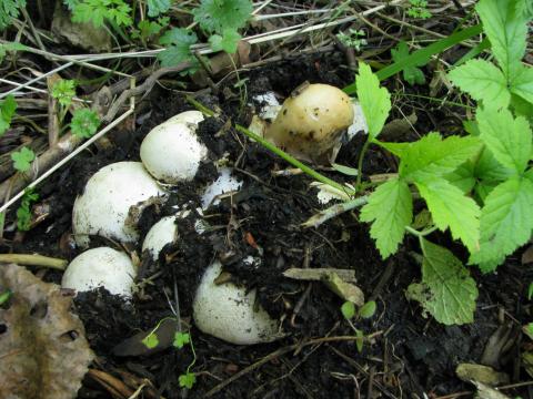 Paddenstoelen in De Roomakker te Tielrode (Deel I)