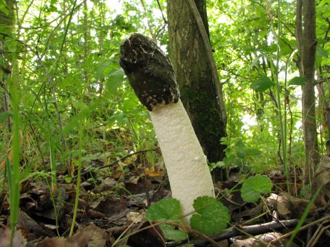 Paddenstoelen in De Roomakker te Tielrode (Deel I)