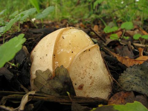 Paddenstoelen in De Roomakker te Tielrode (Deel I)