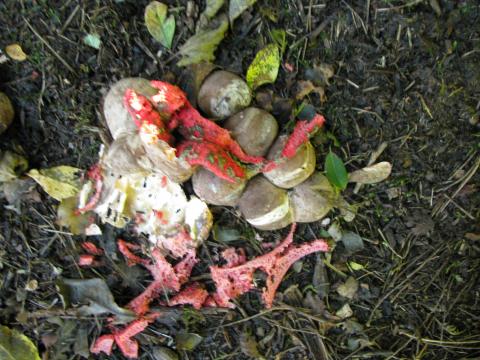 Paddenstoelen in De Roomakker te Tielrode (Deel I)