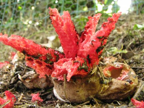 Paddenstoelen in De Roomakker te Tielrode (Deel I)