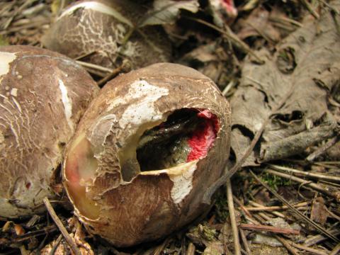 Paddenstoelen in De Roomakker te Tielrode (Deel I)