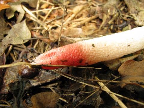 Paddenstoelen in De Roomakker te Tielrode (Deel I)