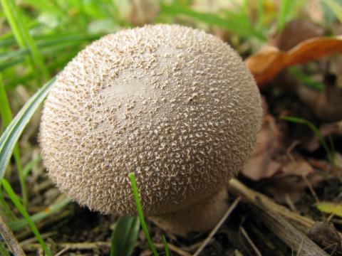 Paddenstoelen in De Roomakker te Tielrode (Deel I)