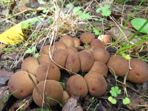 Paddenstoelen in De Roomakker te Tielrode (Deel I)