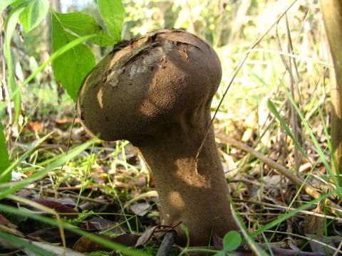 Paddenstoelen in De Roomakker te Tielrode (Deel I)