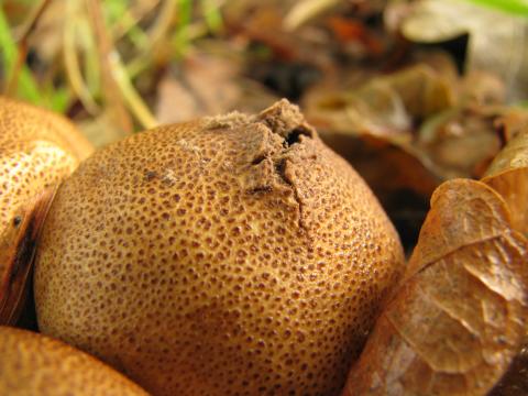 Paddenstoelen in De Roomakker te Tielrode (Deel I)